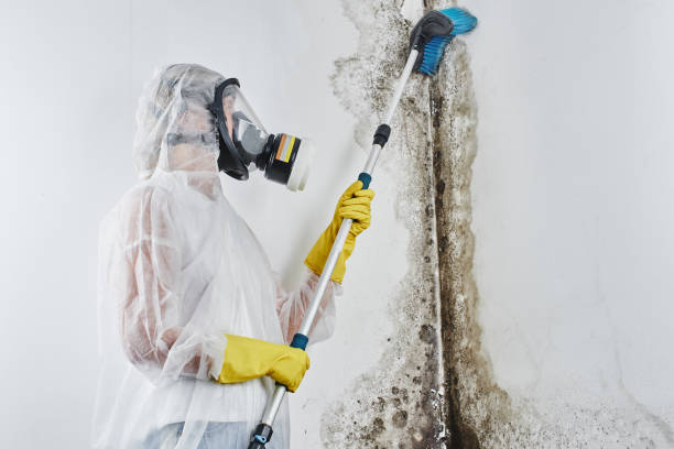 Professional Mold Remediation in Biddeford, ME